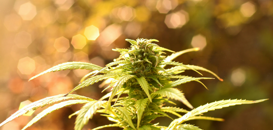 Cannabis, Maryland