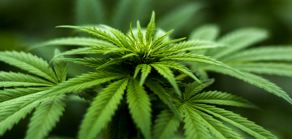 Medical Cannabis