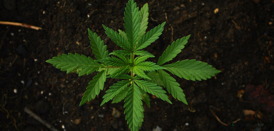 Cannabis in Maryland