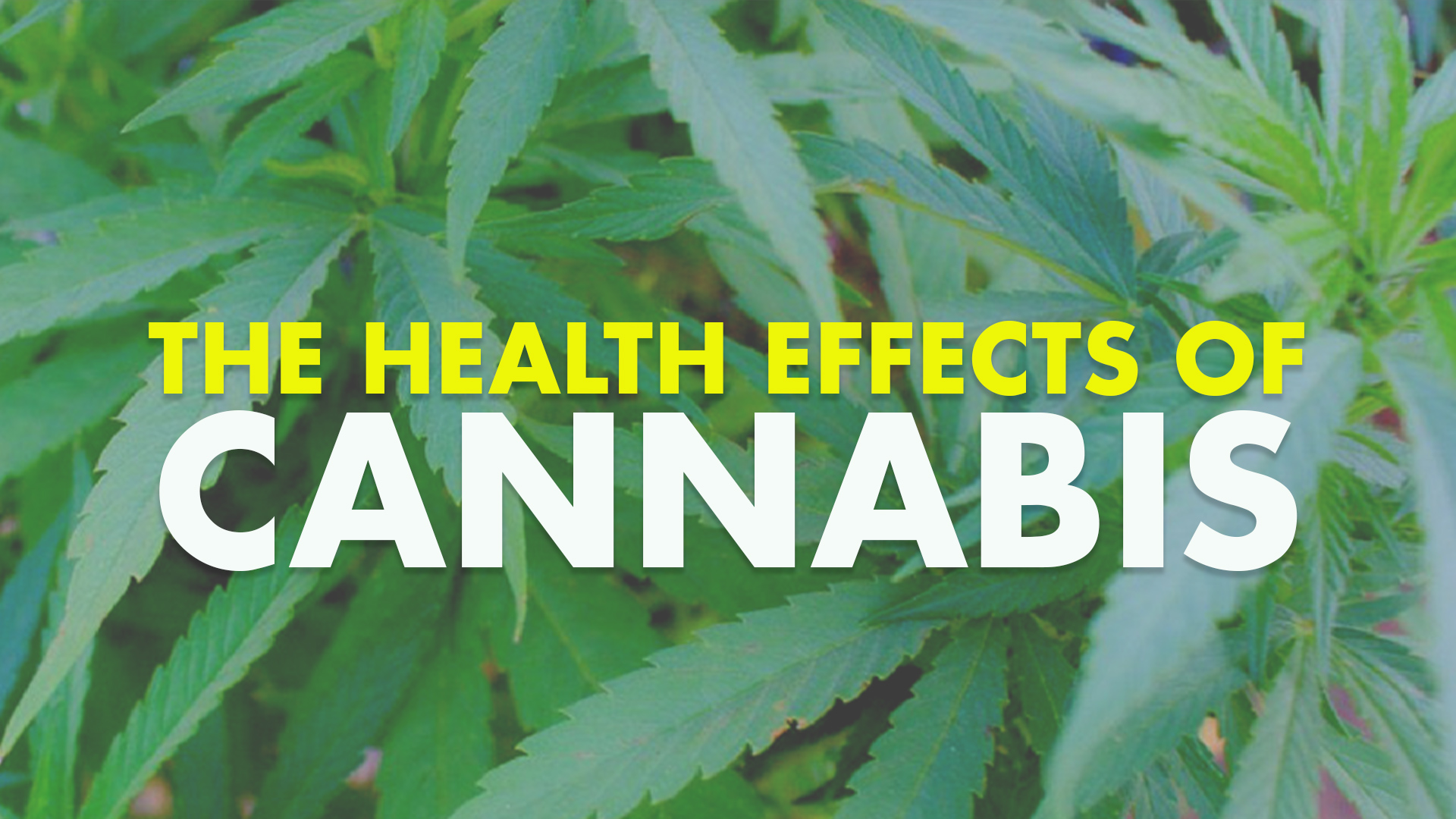 The Health Effects Of Cannabis | Green Health Docs - Medical Marijuana ...