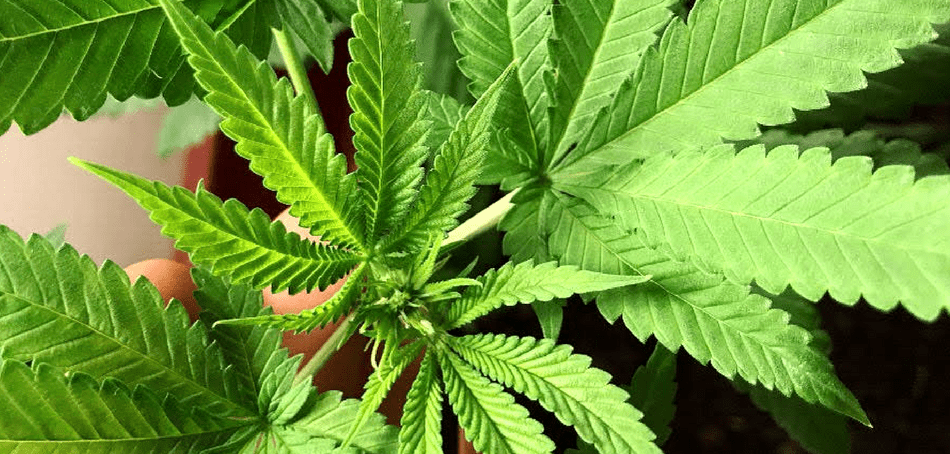 Medical Marijuana Program Ramifications in Maryland and Nationwide