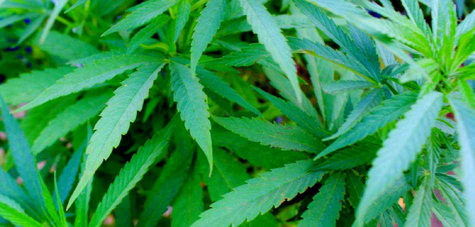 cannabis health effects