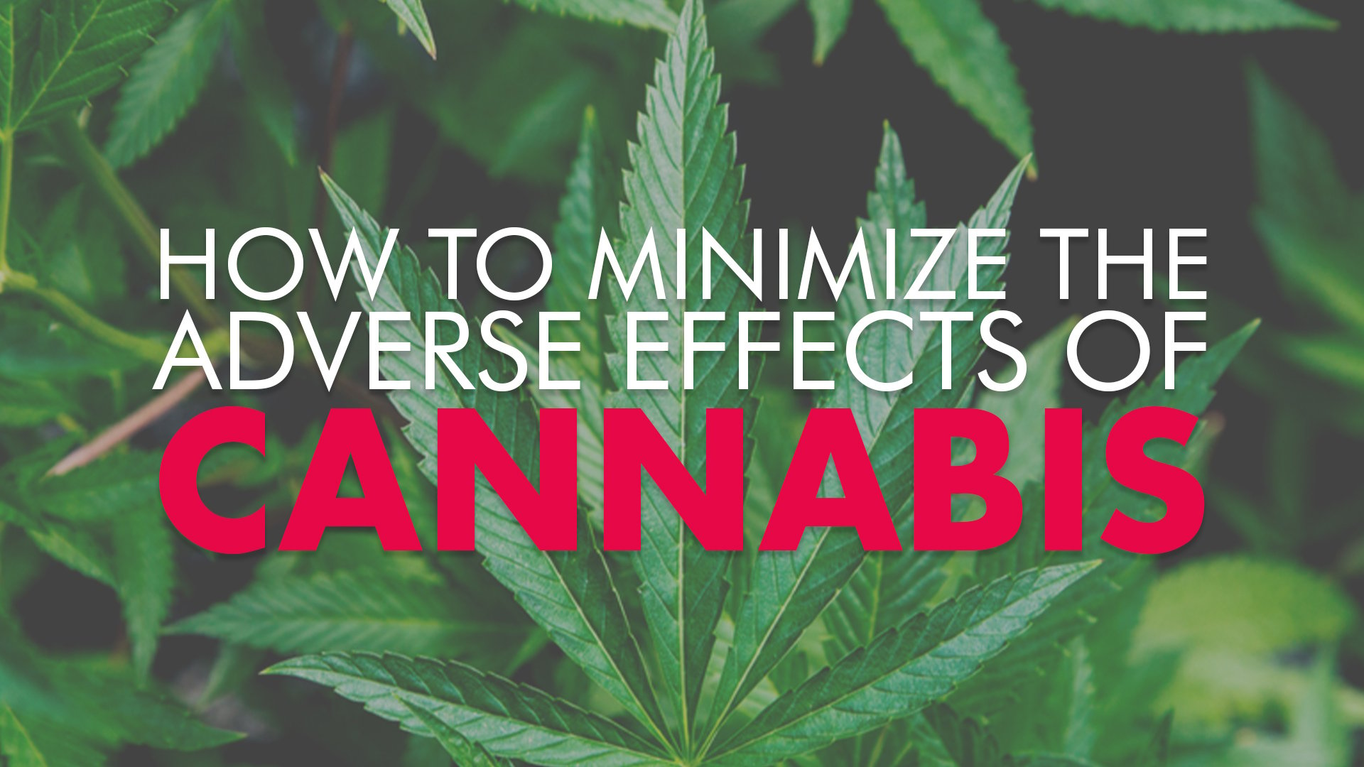 How To Minimize The Adverse Effects Of Cannabis - Green Health Docs ...