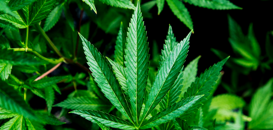 How to Minimize the Adverse Effects of Cannabis - Green Health Docs
