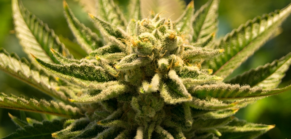 Cannabis Green Health Docs 