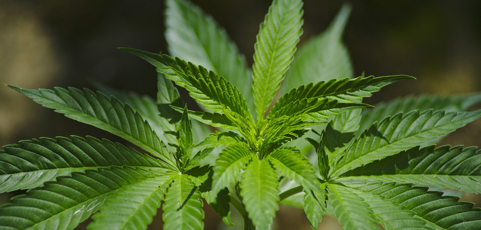 Medical Marijuana and Cancer