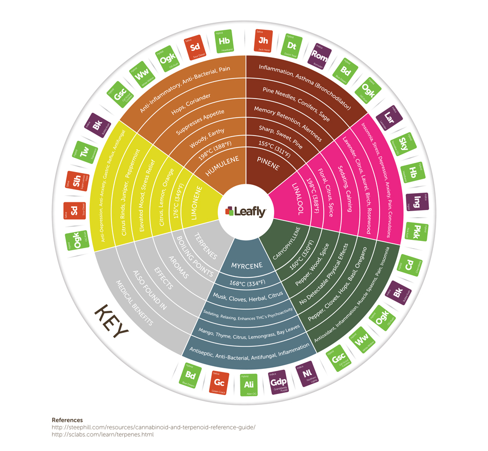 Infographic: How Do Cannabis Terpenes Affect the Body?