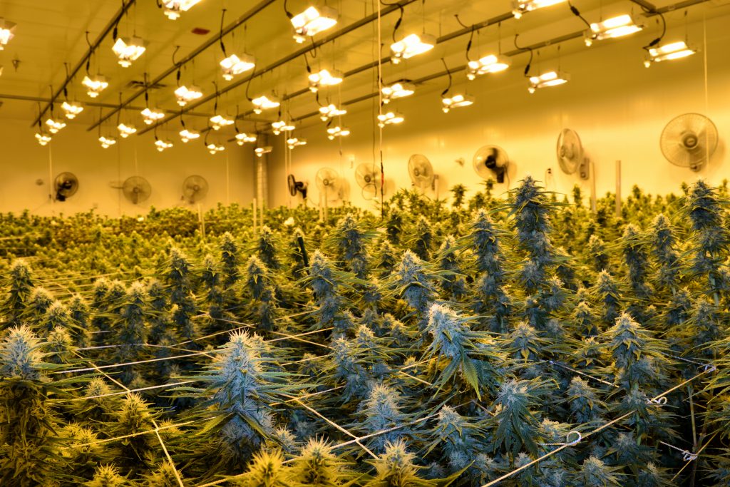 Marijuana in Columbus