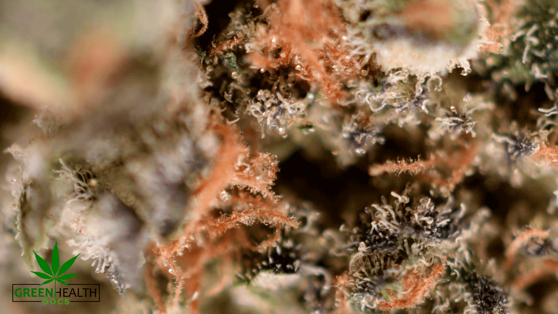 cannabis up close