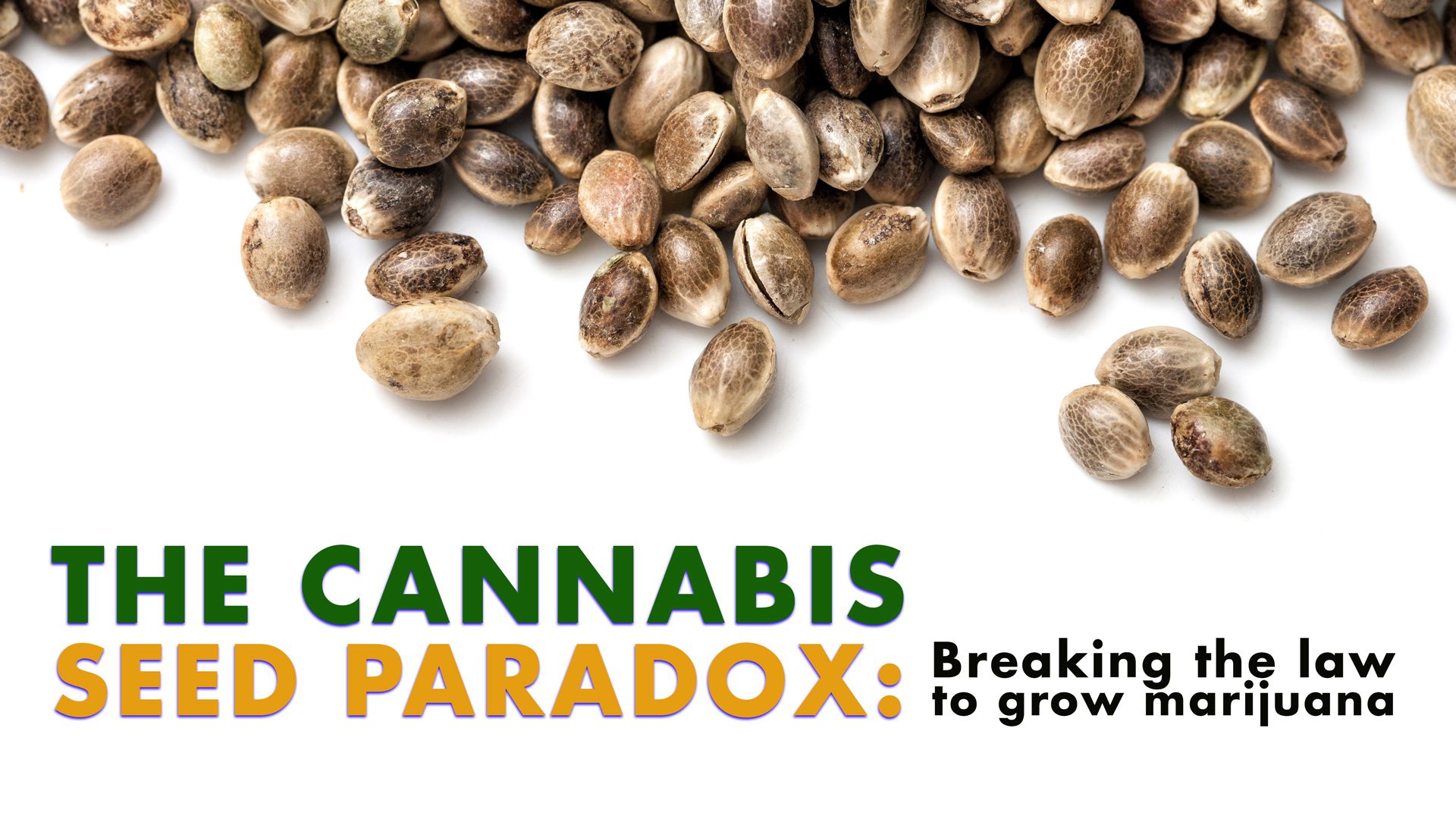 CannabisParadox