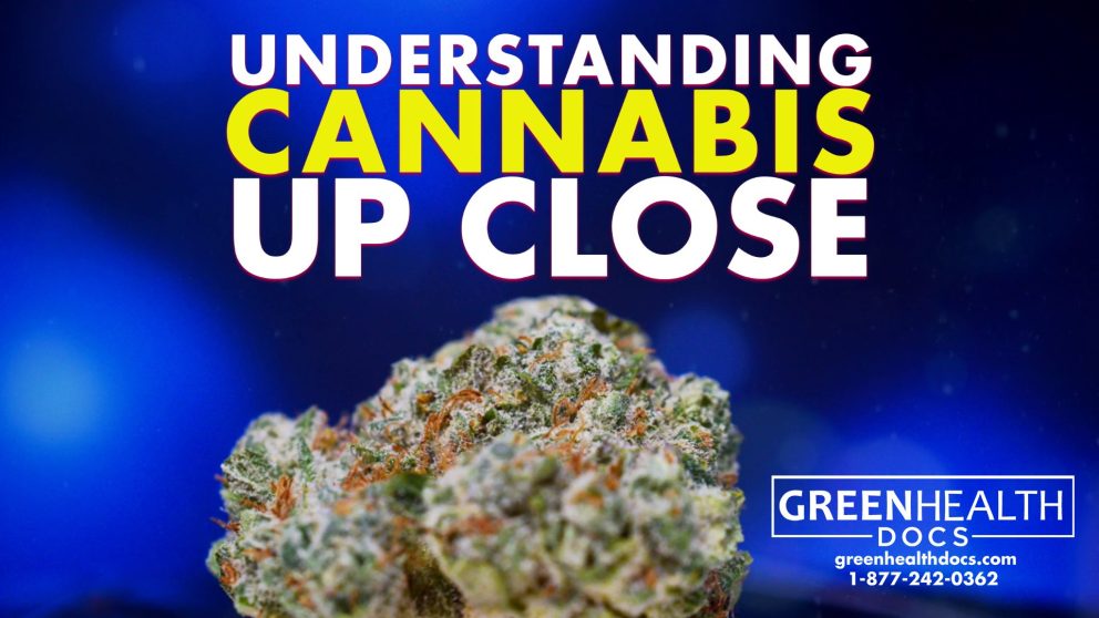 understanding cannabis up close