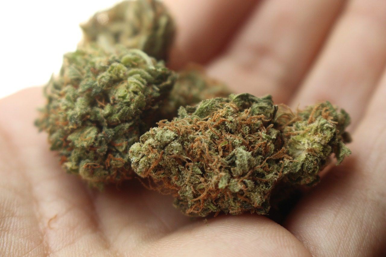 cannabis in an open palm