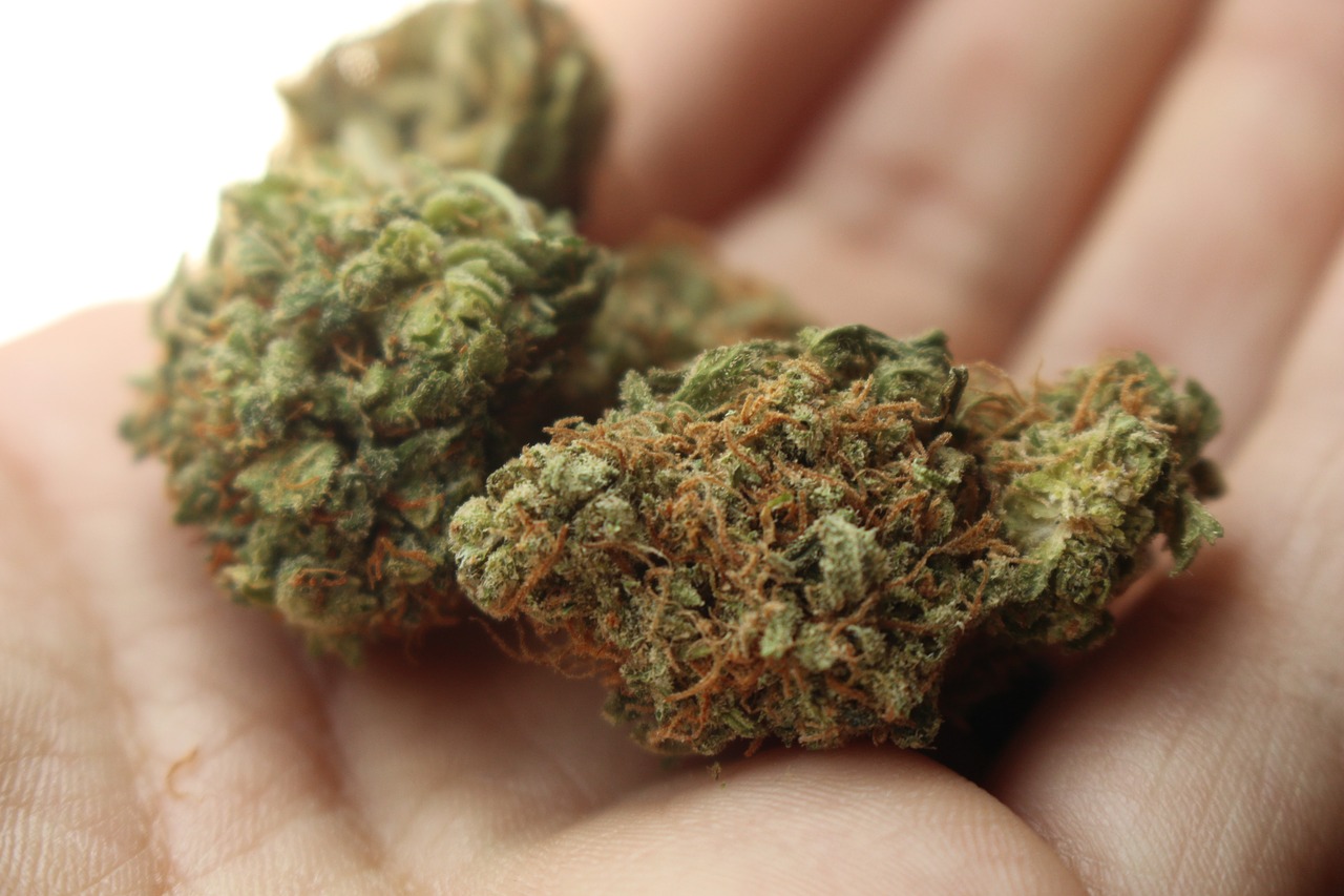 cannabis in an open palm