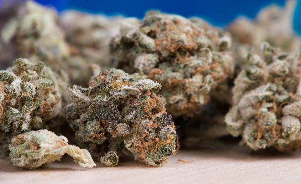 Strongest Weed Strains Highest THC Strains in 2020