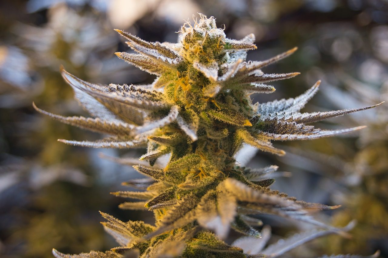 How to Spot and Avoid Fungal Growth on Cannabis