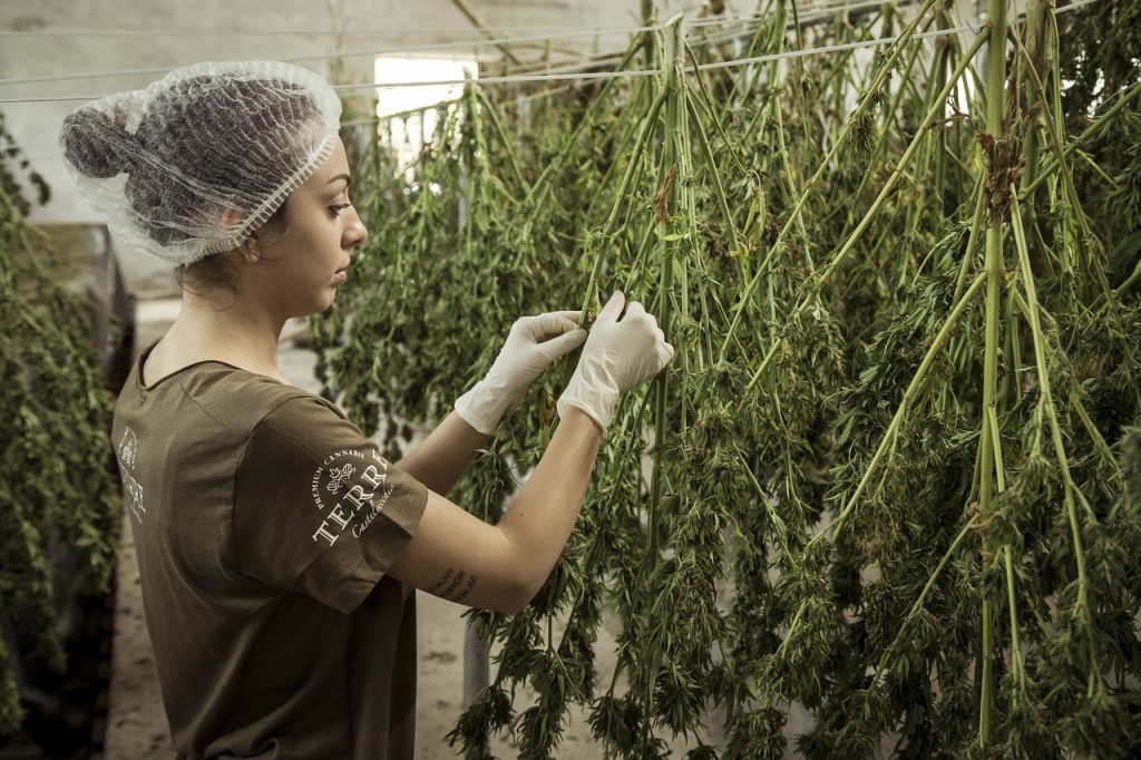 Arkansas Medical Marijuana Advocates Want More Cultivation Facilities
