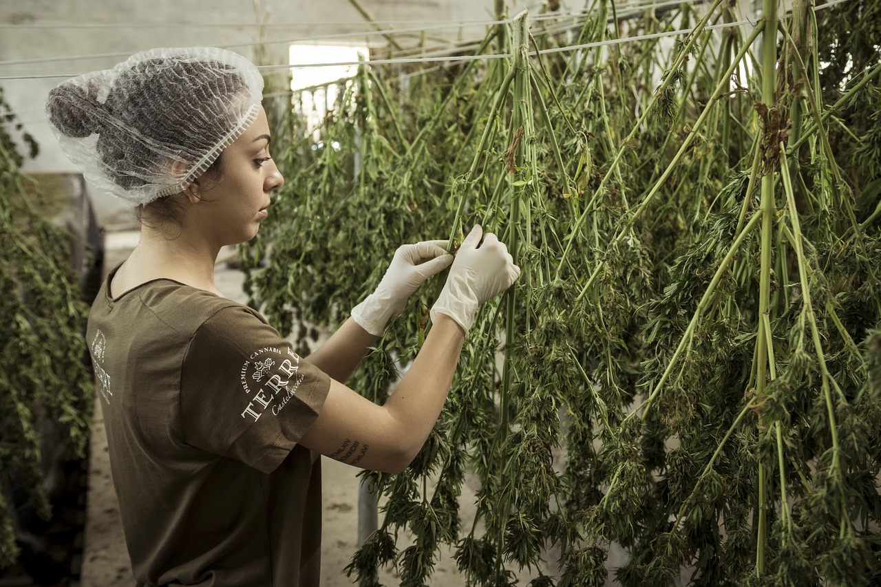 Arkansas Medical Marijuana Advocates Want More Cultivation Facilities Why Arkansas Medical Marijuana Advocates Are Pushing for More Cultivation Facilities - Arkansas Medical Marijuana Advocates Want More Cultivation Facilities