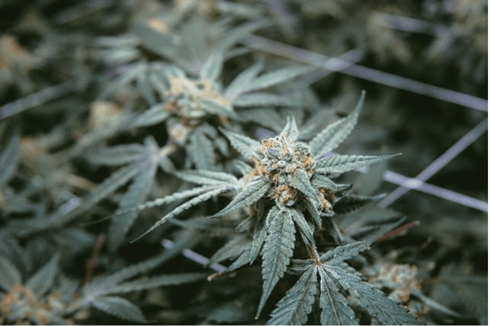 Legal marijuana in MD