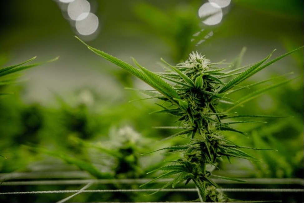 MD commission to help shape national marijuana policies