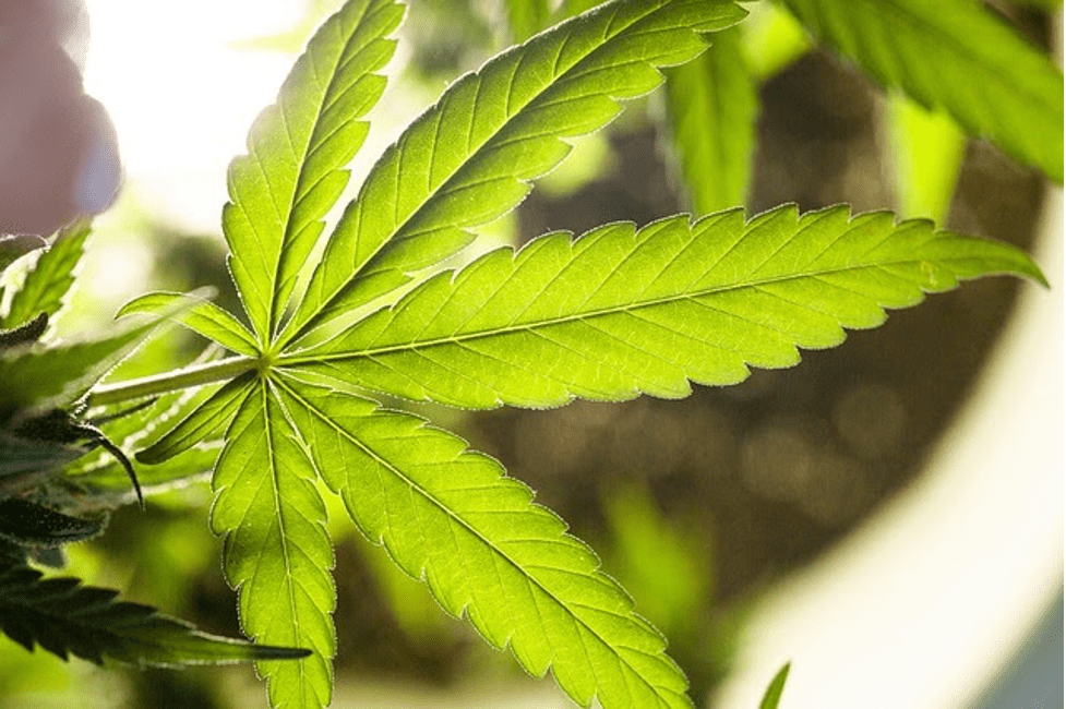 Your guide to Pennsylvania medical marijuana laws