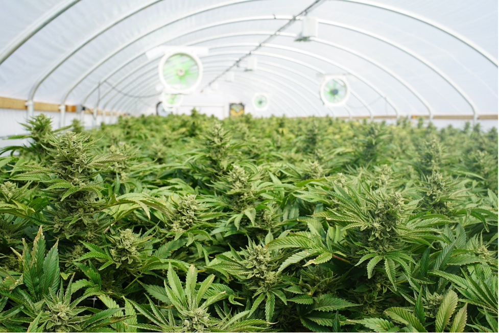 medical marijuana card and background checks