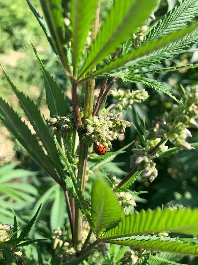 ladybug climbing plant