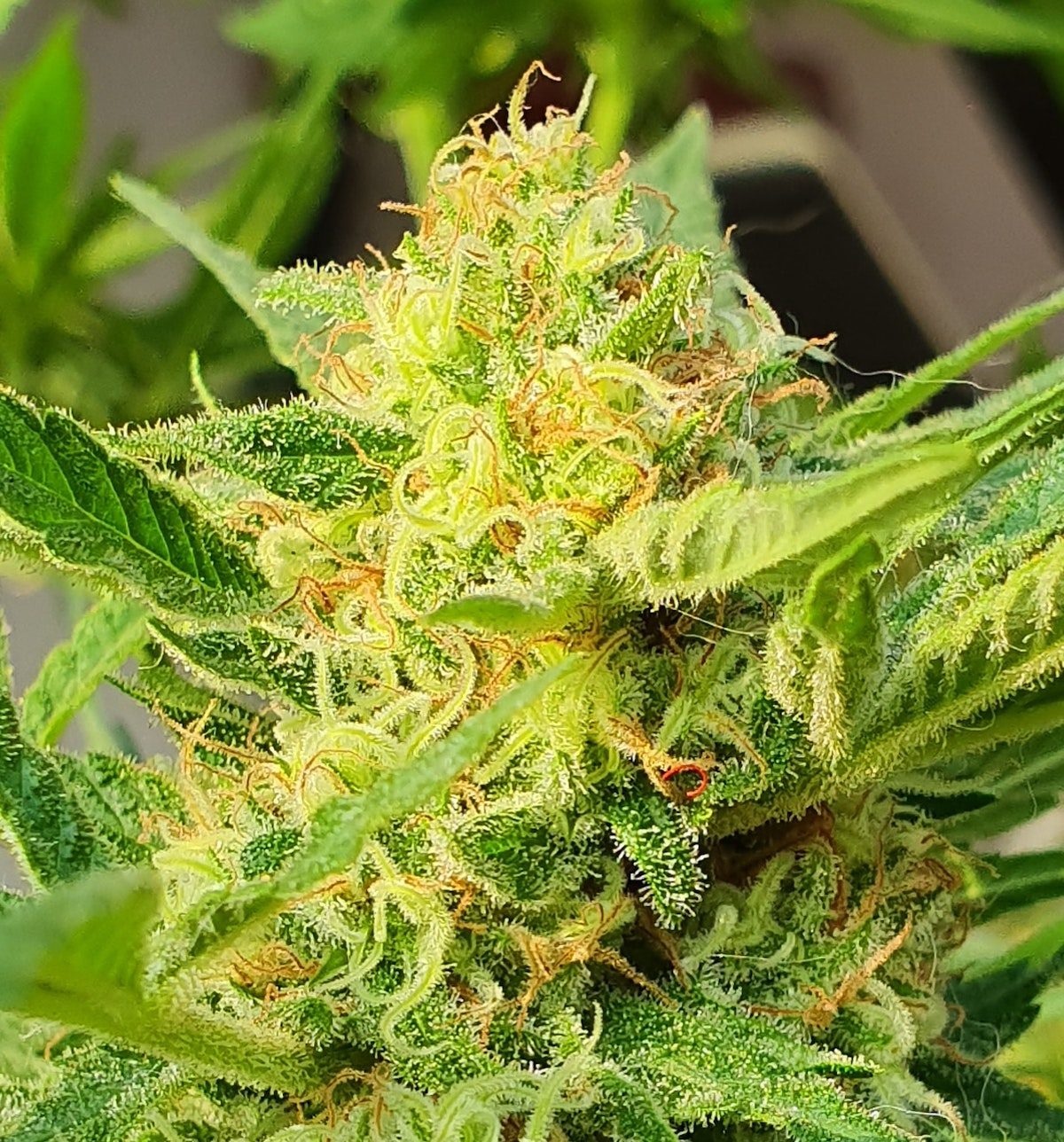 What are Cannabis Trichomes? An Overview + Growing Tips