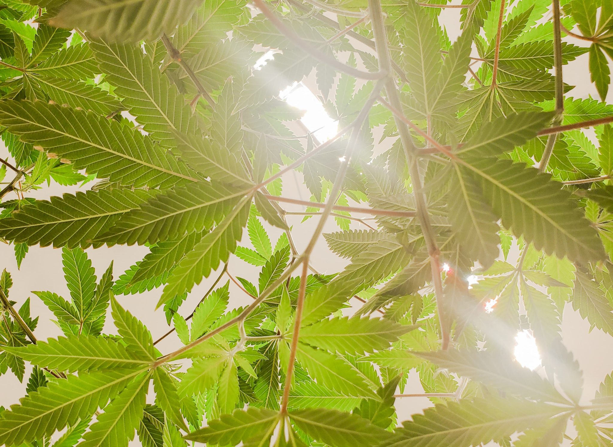 Is Delta8 THC Legal? DEA Says Delta8 & 9 THCO are Not