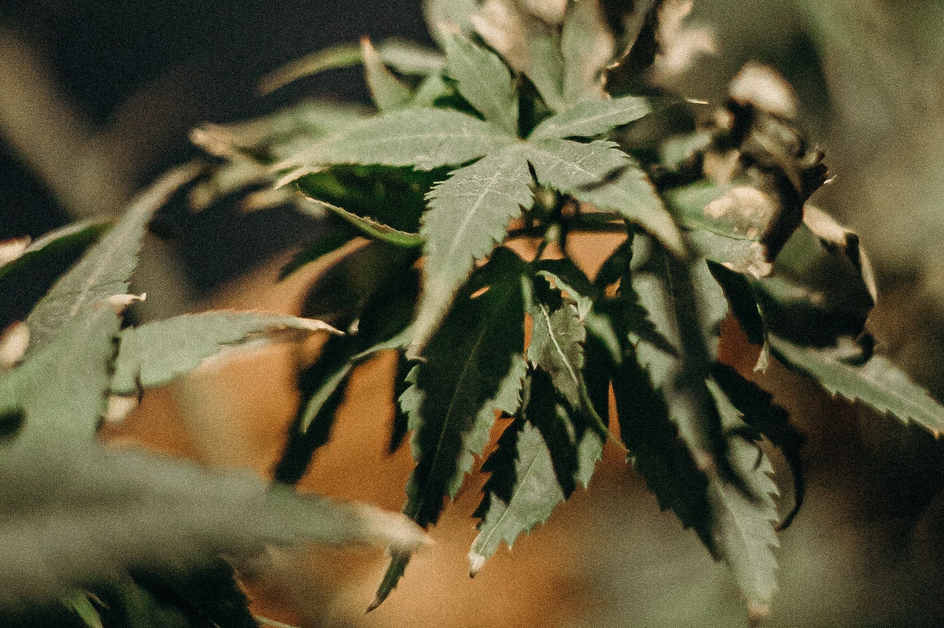 Is Weed Legal in Ohio? Ohio Marijuana Laws & Legislation