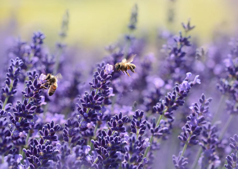 linalool terpene effects