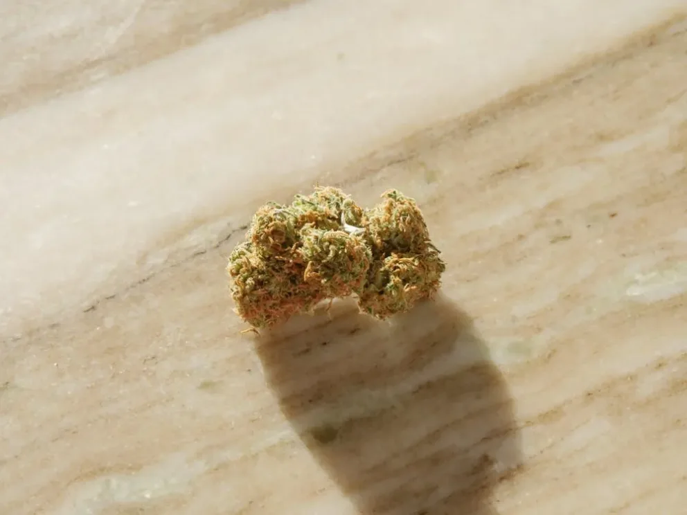 moldy marijuana