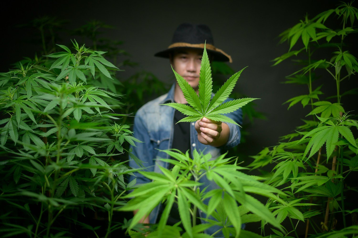 hawaii medical marijuana cost